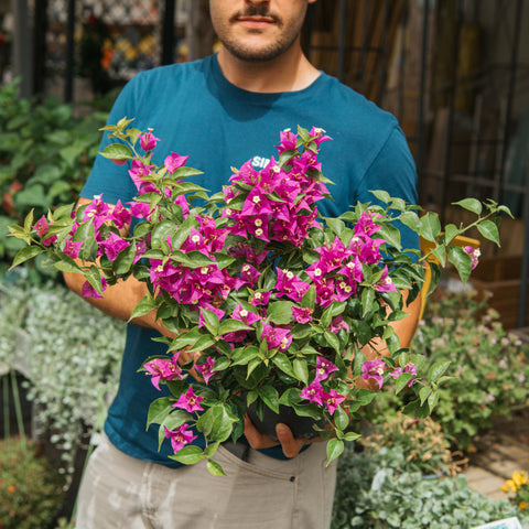 Simegarden Bougainvillea a cespuglio 17 cm / Meno fiorita rispetto alla foto