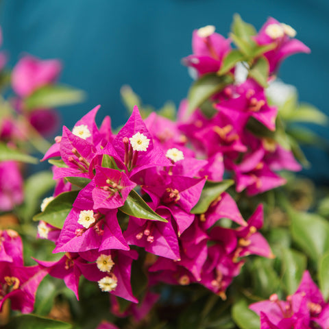 Simegarden Bougainvillea a cespuglio 17 cm / Meno fiorita rispetto alla foto