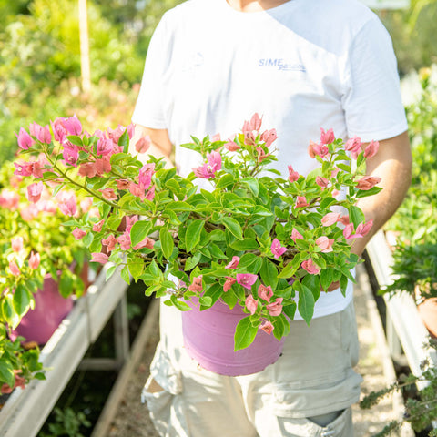 Simegarden Bougainvillea a cespuglio 24 cm / Rosa chiaro