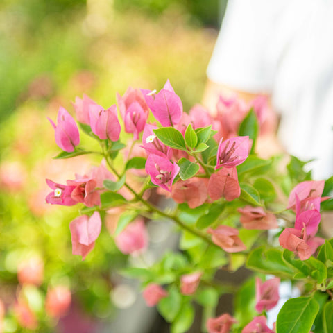 Simegarden Bougainvillea a cespuglio 24 cm / Rosa chiaro