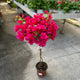 Simegarden Bougainvillea albero