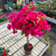 Simegarden Bougainvillea albero