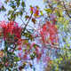 Simegarden Brachychiton acerifolius 18 cm