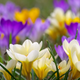 Simegarden Bulbi crocus mix 10