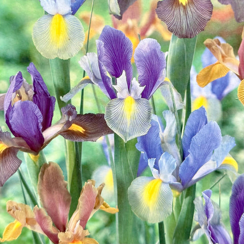 Simegarden Bulbi di Iris hollandica 10