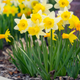 Simegarden Bulbi di Narciso mix 10