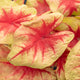 Simegarden Caladium bicolor 14 cm