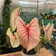 Simegarden Caladium rosa