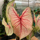 Simegarden Caladium rosa