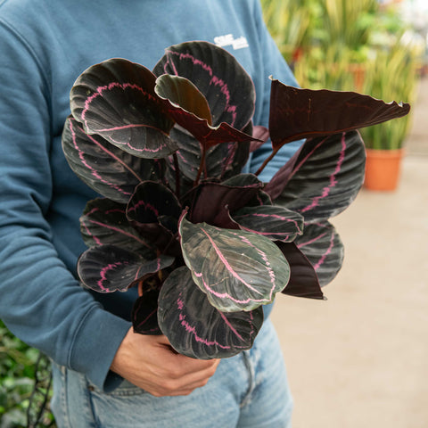 Simegarden Calathea dottie 14 cm