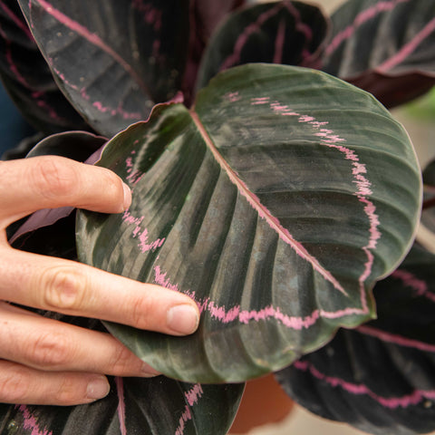 Simegarden Calathea dottie 14 cm