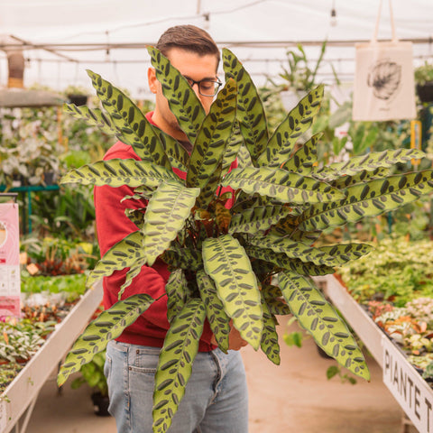 Simegarden Calathea lancifolia 14 cm