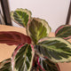 Simegarden Calathea Medallion