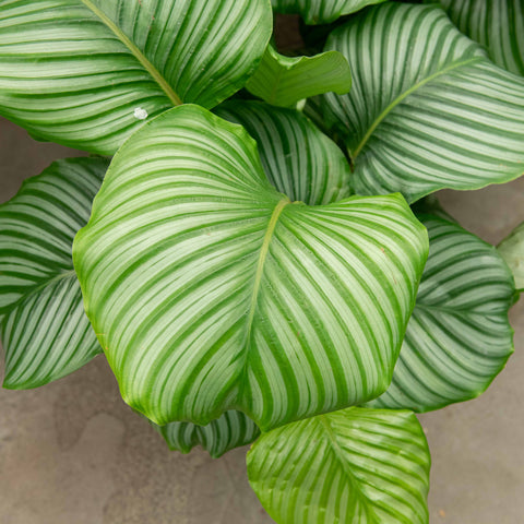 Simegarden Calathea orbifolia