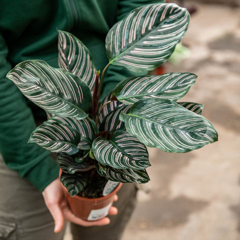 Simegarden Calathea ornata 14 cm