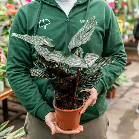 Simegarden Calathea ornata