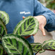 Simegarden Calathea roseopicta angela