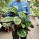 Simegarden Calathea roseopicta angela