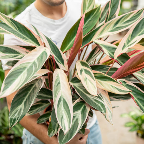 Simegarden Calathea triostar