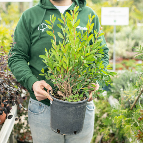 Simegarden Callistemon citrinus splendens 20 cm