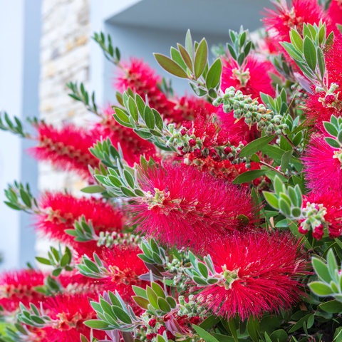 Simegarden Callistemon citrinus splendens 20 cm