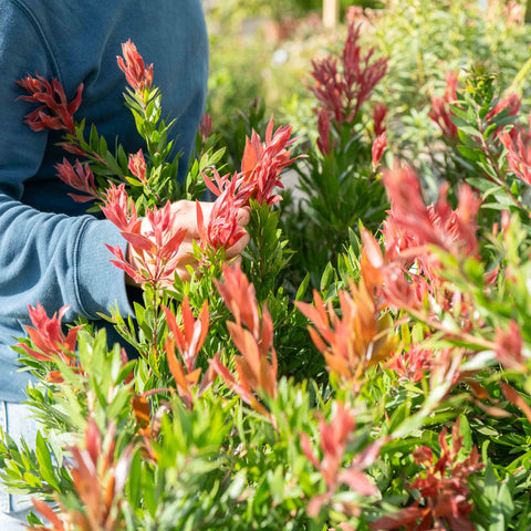 Simegarden Callistemon red rocket 18 cm