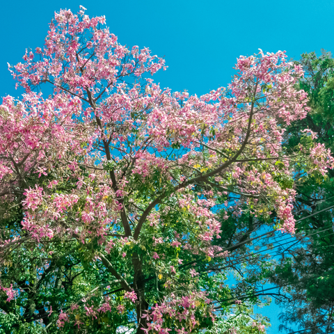 Simegarden Ceiba speciosa