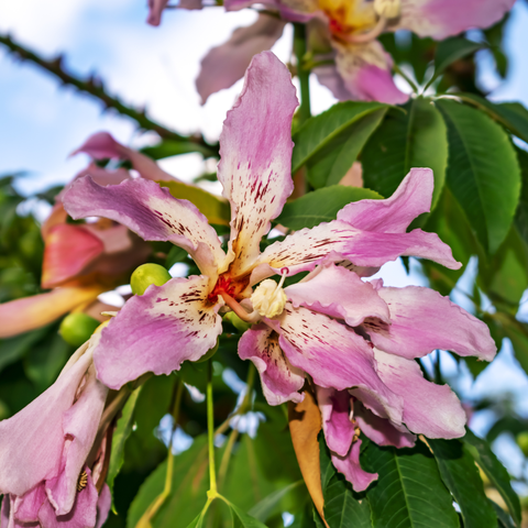 Simegarden Ceiba speciosa