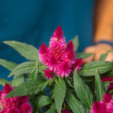 Simegarden Celosia argentea “Intenz Dark Purple” 12 cm