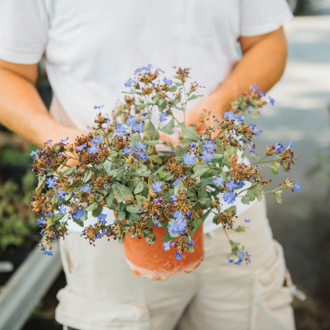 Simegarden Ceratostigma plumbaginoides 17 cm