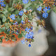 Simegarden Ceratostigma plumbaginoides 17 cm