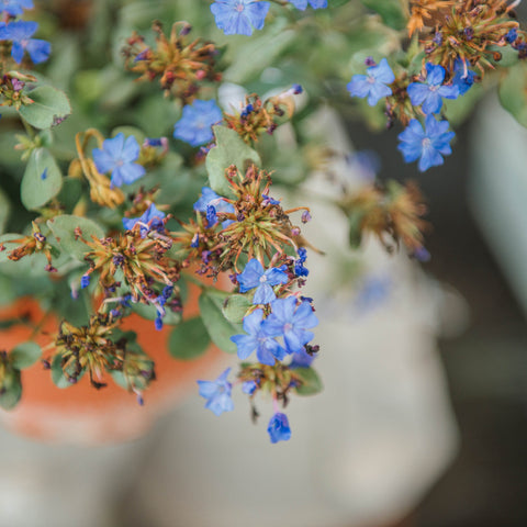 Simegarden Ceratostigma plumbaginoides 17 cm