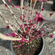 Simegarden Cercis chinensis avondale 12 cm