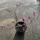 Simegarden Cercis chinensis avondale 12 cm