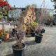 Simegarden Cercis chinensis avondale 12 cm