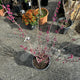 Simegarden Cercis chinensis avondale 12 cm