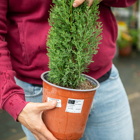 Simegarden Cipresso totem