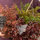 Simegarden Coprosma repens 13 cm / 3 piante - colori mix