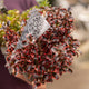 Simegarden Coprosma repens 13 cm / 3 piante - colori mix