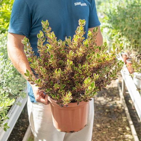 Simegarden Coprosma repens 24 cm