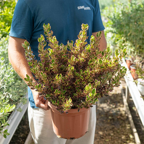 Simegarden Coprosma repens 24 cm