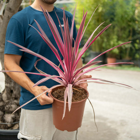 Simegarden Cordyline australis pink passion 24 cm