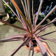 Simegarden Cordyline southern splendor 15 cm