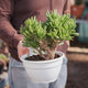 Simegarden Crassula hobbit