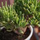 Simegarden Crassula hobbit