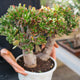 Simegarden Crassula hobbit