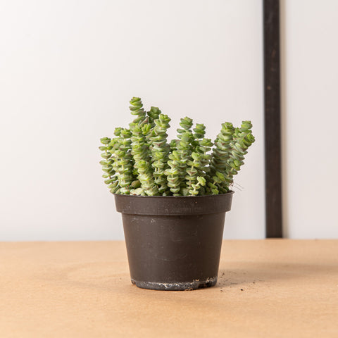 Simegarden Crassula marnieriana