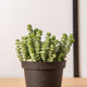 Simegarden Crassula marnieriana