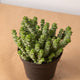 Simegarden Crassula marnieriana