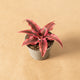 Simegarden Cryptanthus